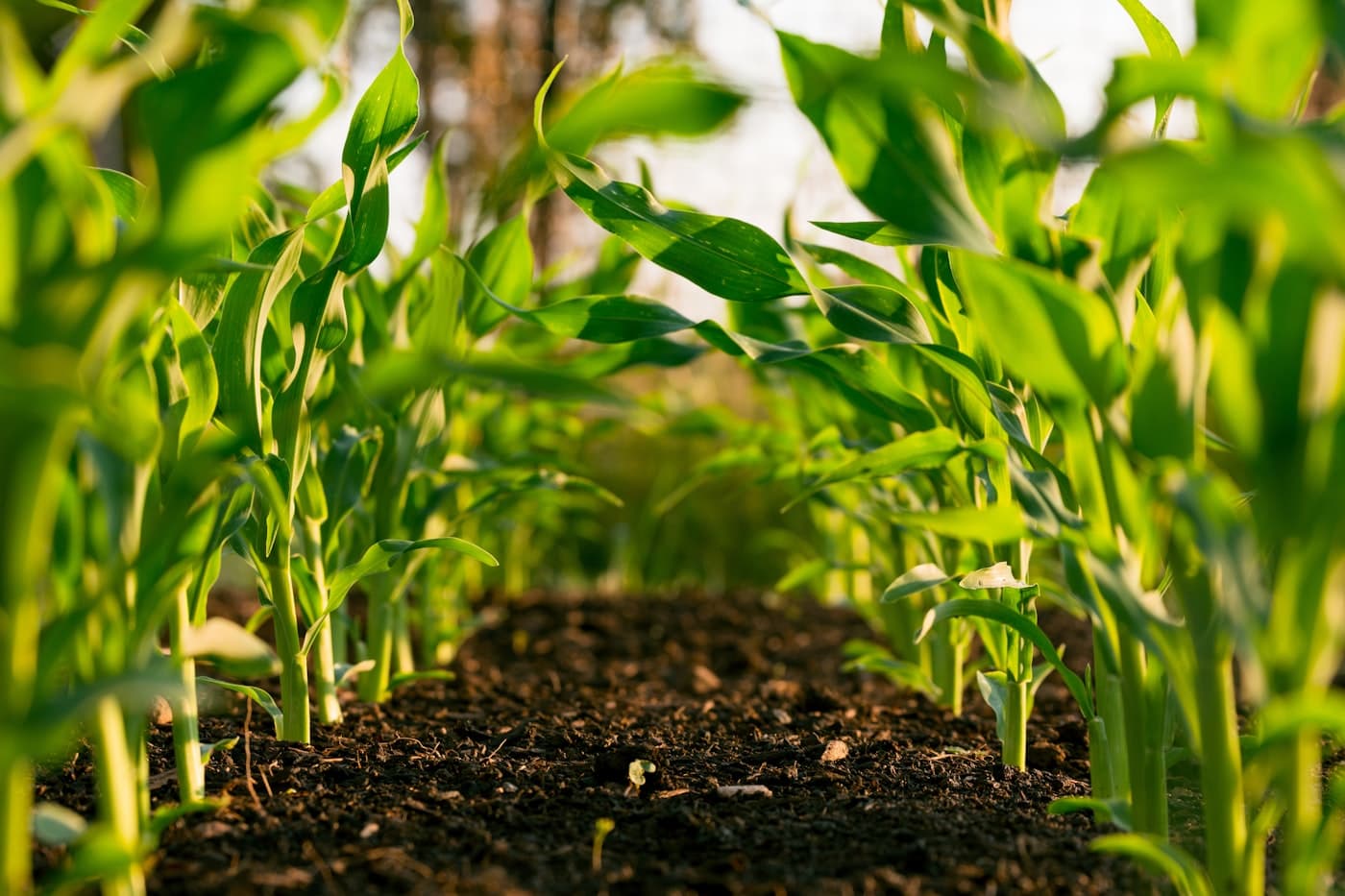 Field IoT for irrigation